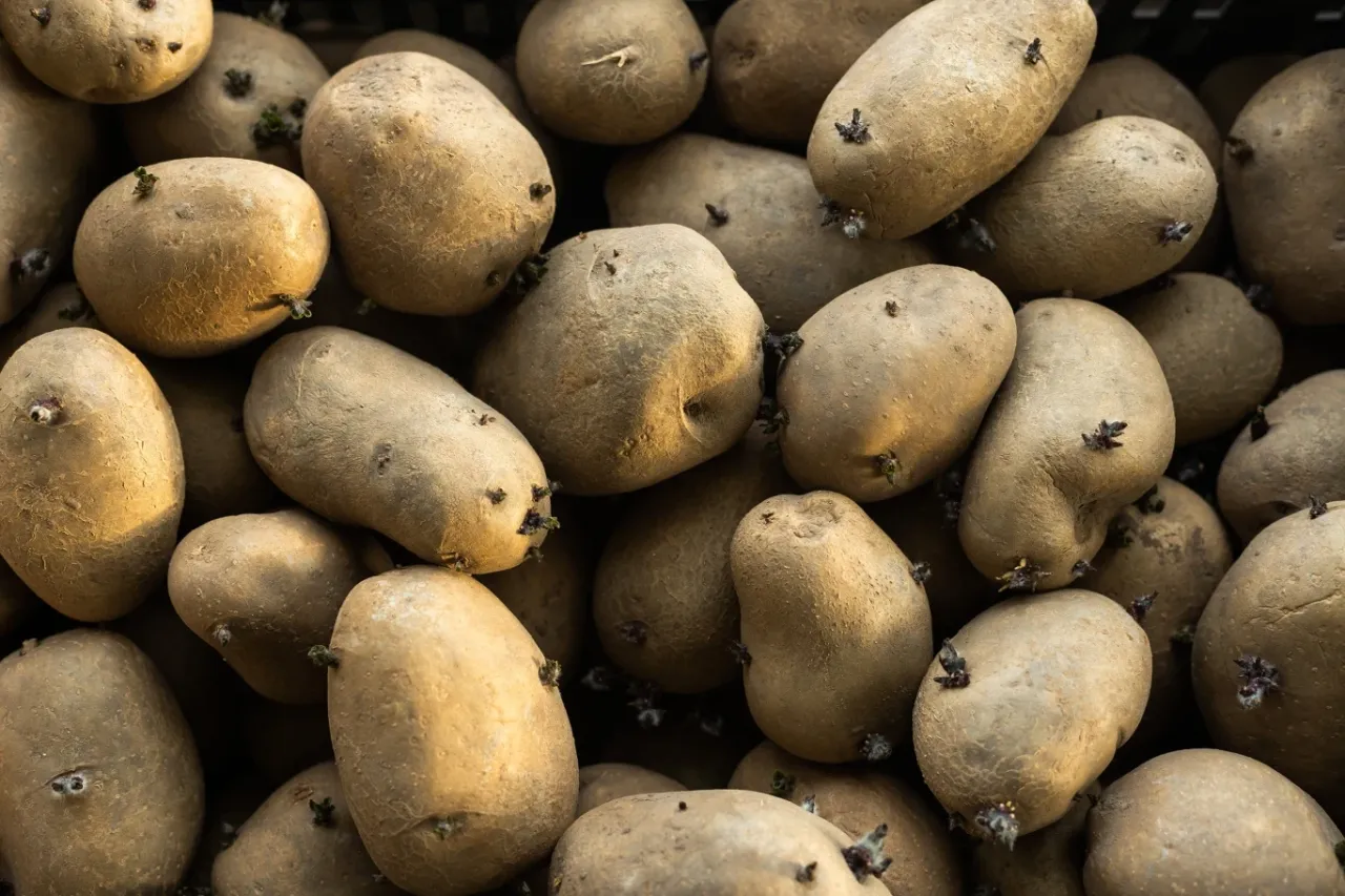 Kiełkujące ziemniaki, gotowe do sadzenia. To świetny spos&oacute;b na kiełkujące ziemniaki i własne plony.