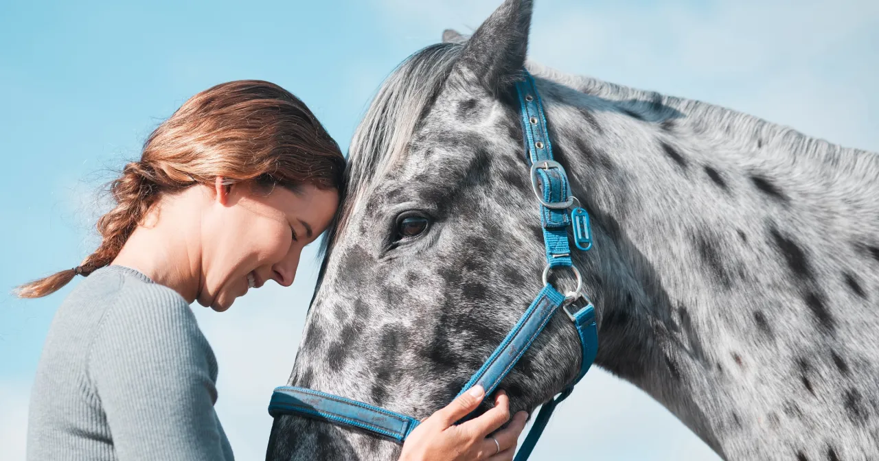 Koń w kontakcie z człowiekiem, inteligencja konia