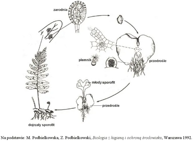 schemat cyklu życiowego paproci