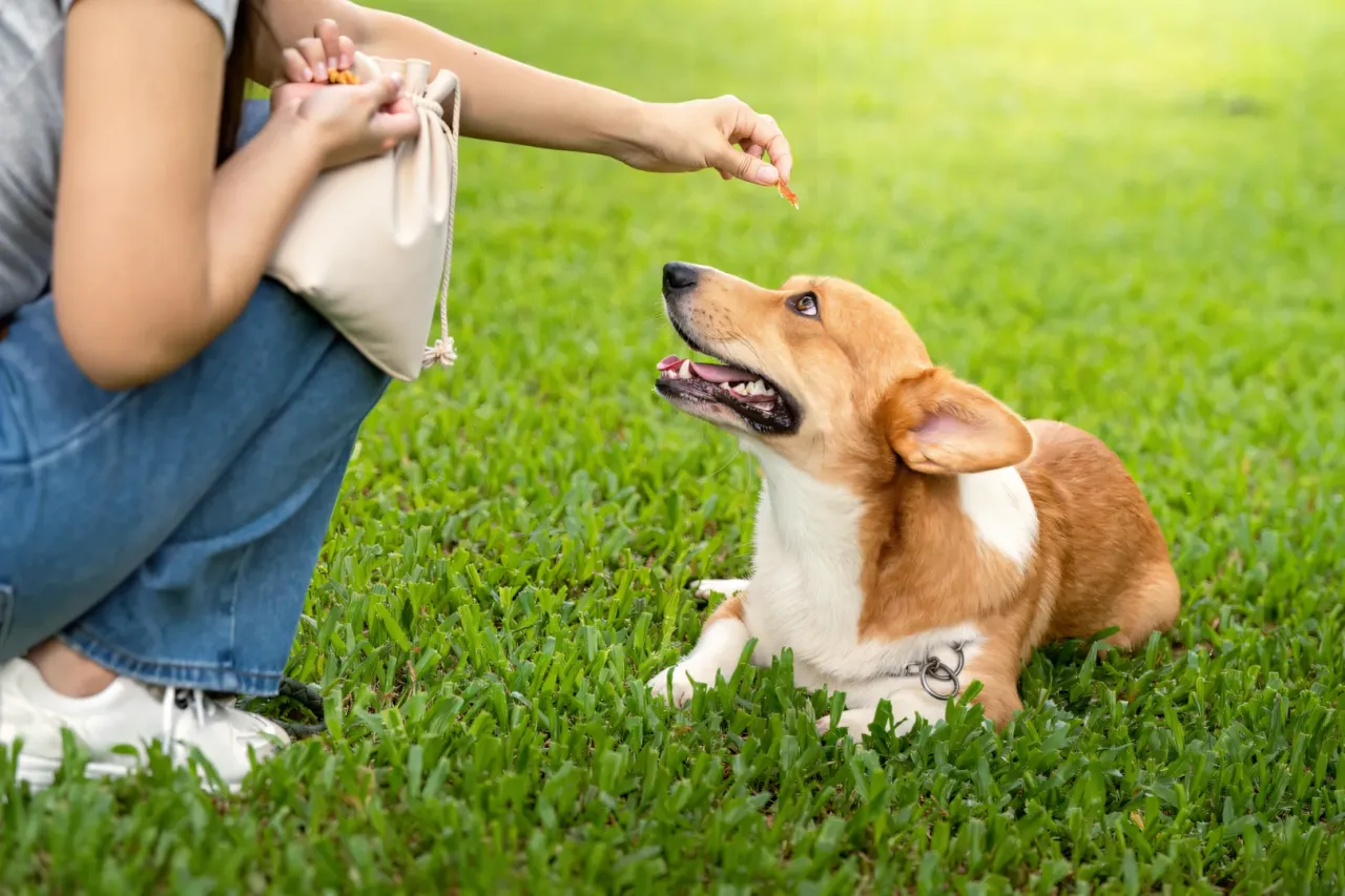 Przechowywanie domowych przysmaków dla psa