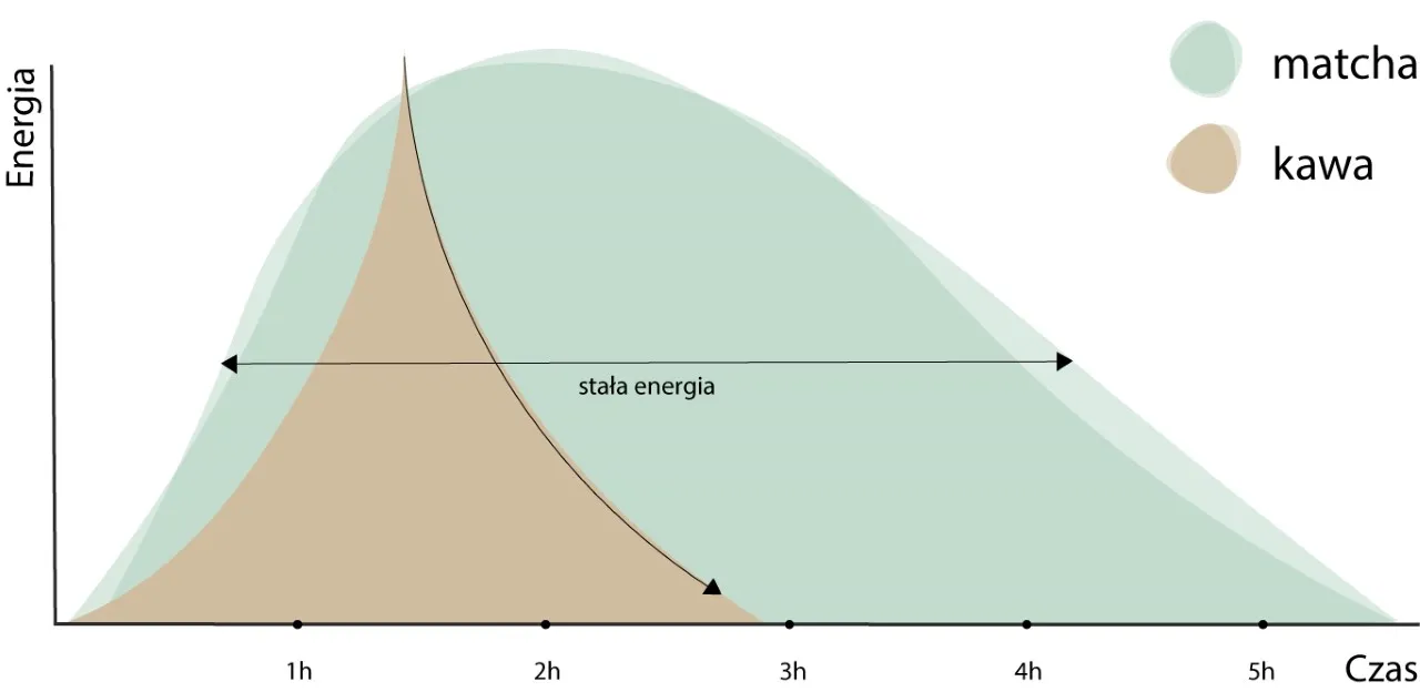 Matcha vs kawa kofeina porównanie