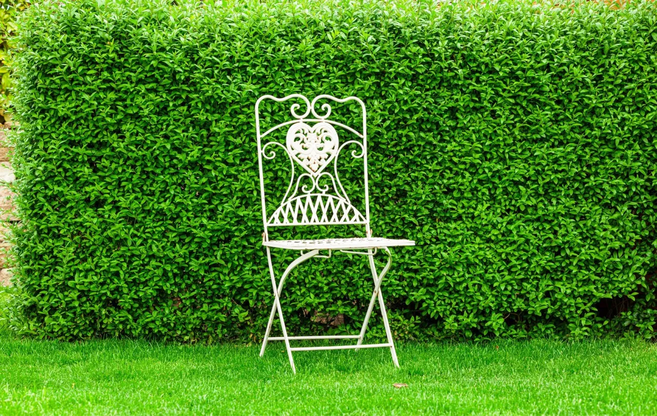 Piękny, gęsty żywopłot w ogrodzie