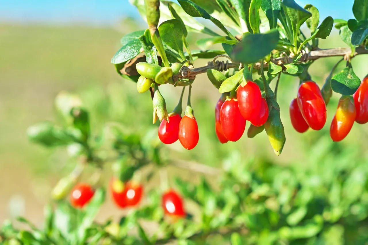 kalendarz przycinania jagody goji