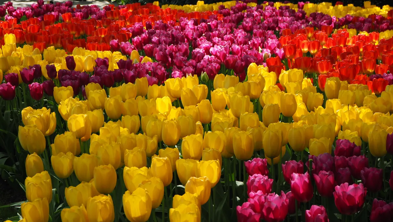 Wiosna w Holandii to feeria barw! Pola usiane żółtymi, czerwonymi i różowymi tulipanami tworzą zapierający dech w piersiach widok.
