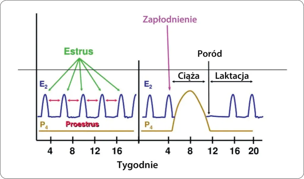 Cykl rujowy suki schemat