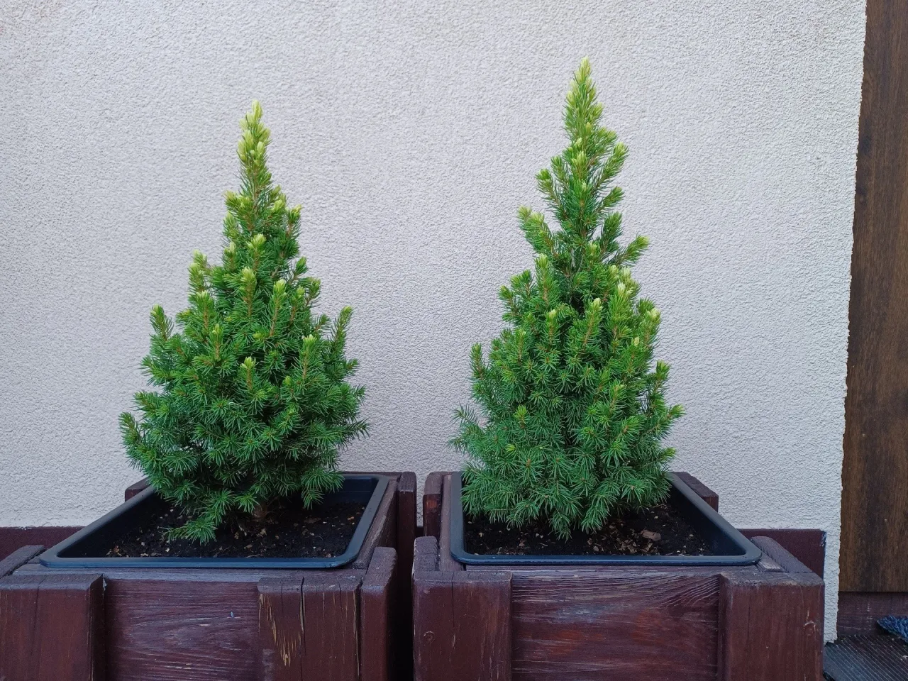 mrozoodporne drzewka iglaste w donicach na balkonie
