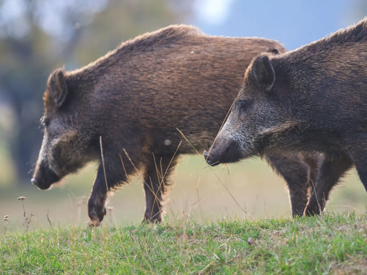 Dwa dziki przemierzają trawiaste wzgórze. Czy myśliwi będą mieli płacone za odstrzał dzików, by chronić uprawy?