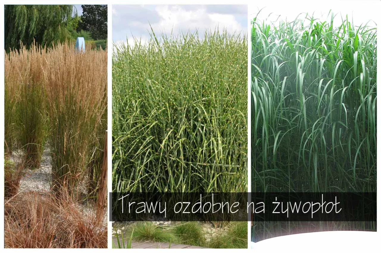 trawy ozdobne przy płocie nowoczesny ogr&oacute;d