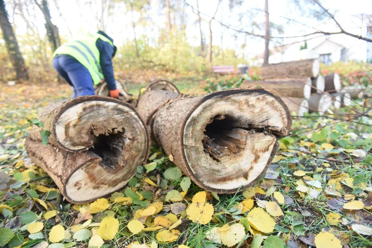 Wycinka orzecha włoskiego. Pnie drzewa leżą na ziemi, pokrytej jesiennymi liśćmi. W tle pracownik w kamizelce odblaskowej.
