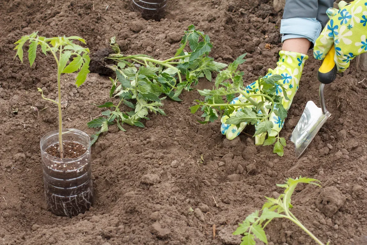 Sadzenie pomidor&oacute;w do gruntu: młode sadzonki w doniczkach z plastiku i ręce w rękawiczkach z łopatką do sadzenia.