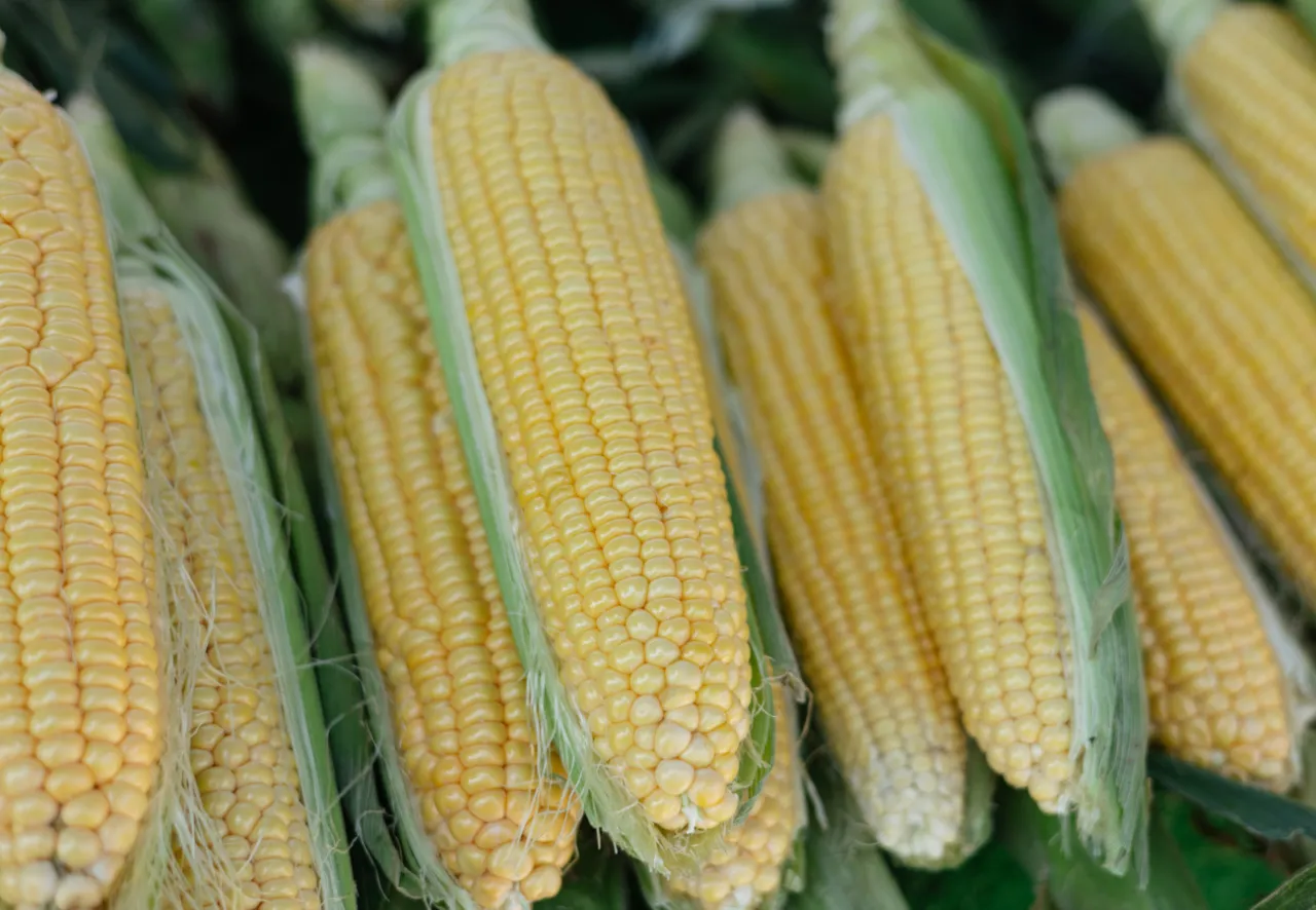 jak wybrać świeżą kukurydzę cukrową