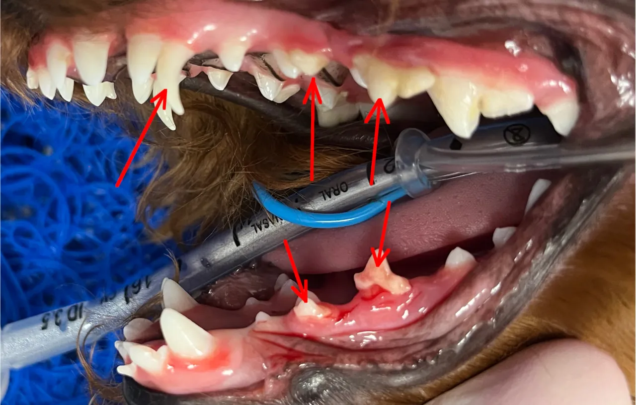 Czerwone strzałki wskazują na zęby, które wypadają, gdy szczeniakowi wypadają zęby. Widoczne są też rurki intubacyjne.