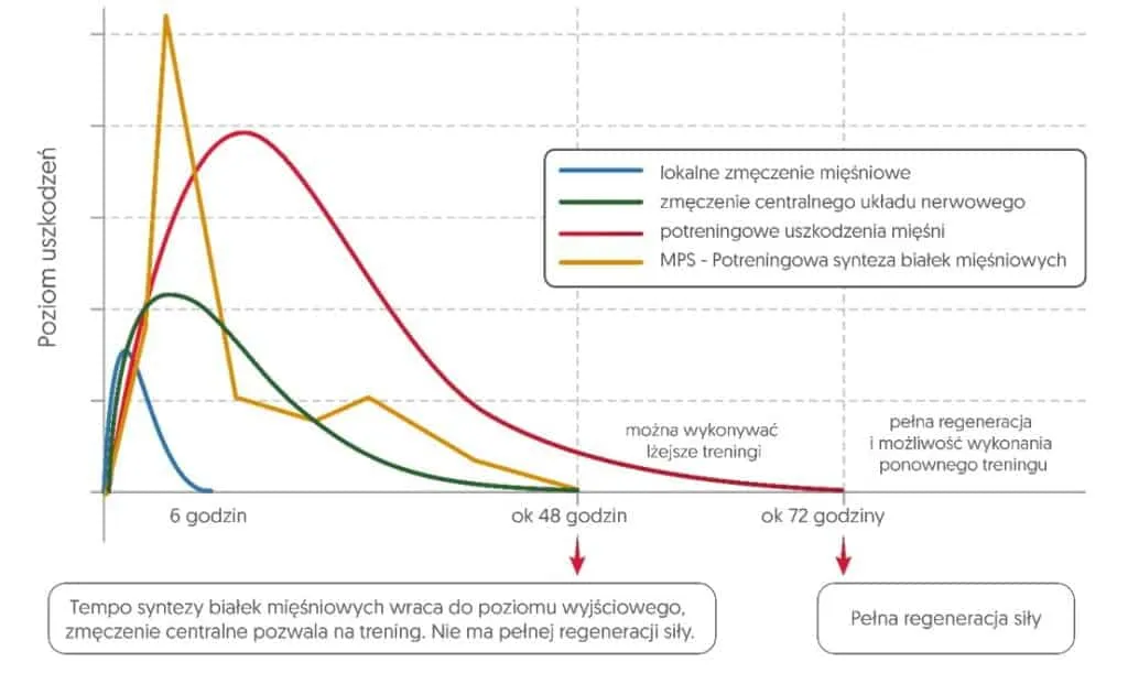 Uszkodzenia mięśni po treningu, synteza białek mięśniowych