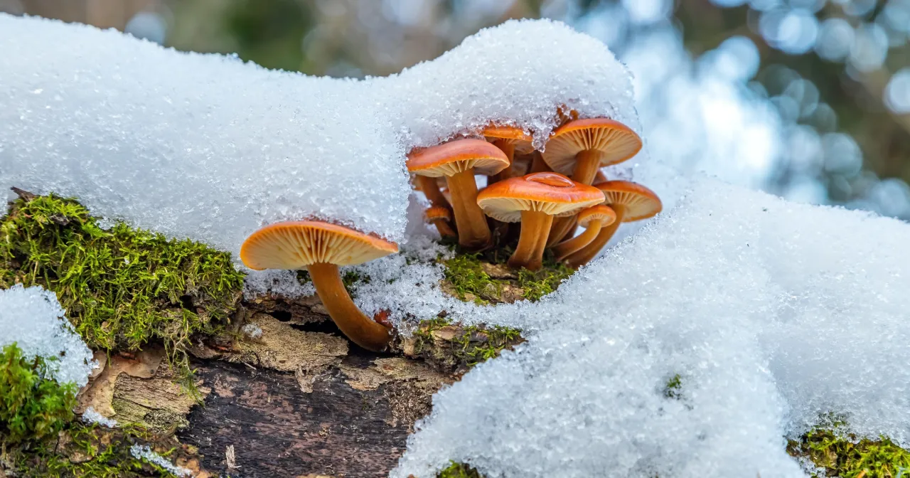 Schemat wpływu temperatury i wilgotności na wzrost grzyb&oacute;w