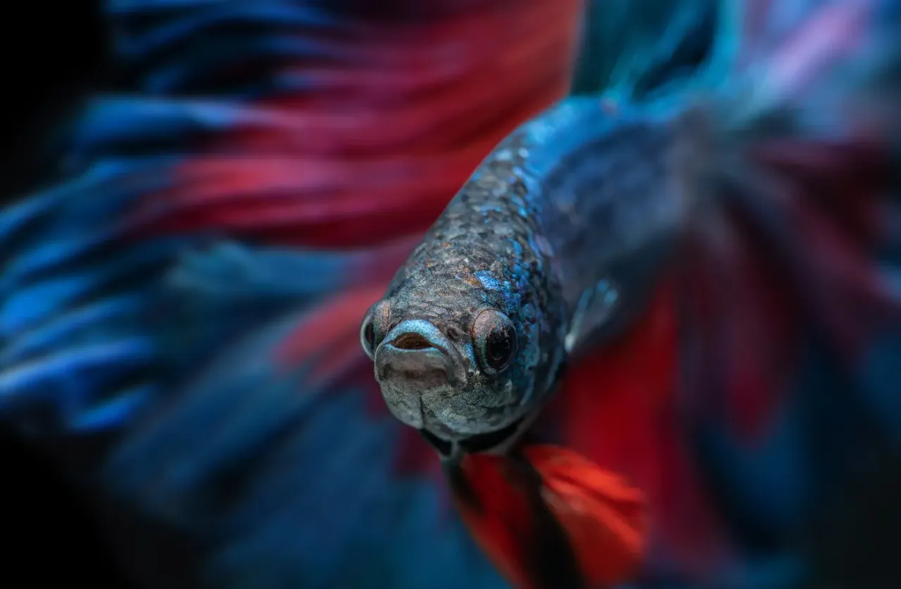 Idealne warunki dla bojownika w akwarium