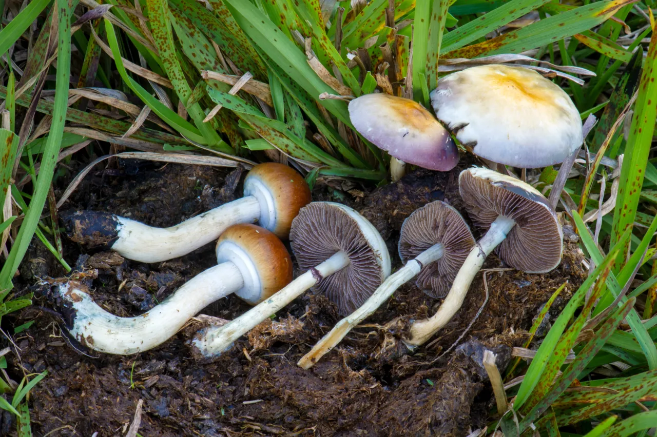 Różne odmiany Psilocybe cubensis