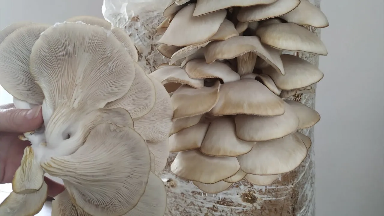 Uprawa boczniaków na balocie krok po kroku