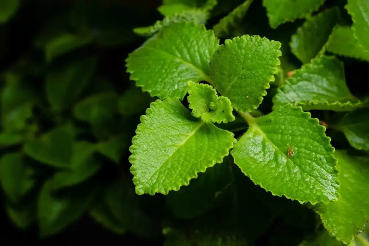Liście oregano kubańskiego, kt&oacute;re dodają smaku potrawom.