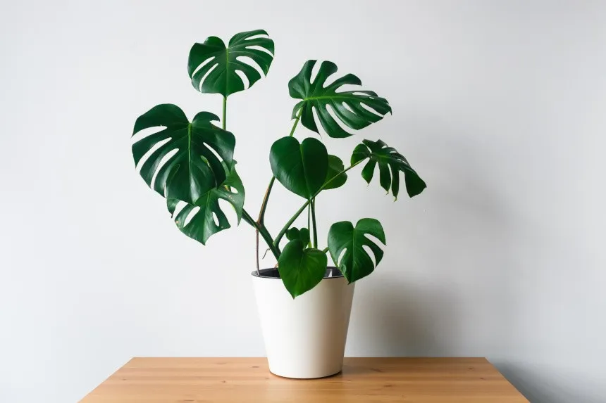 Monstera deliciosa i pies