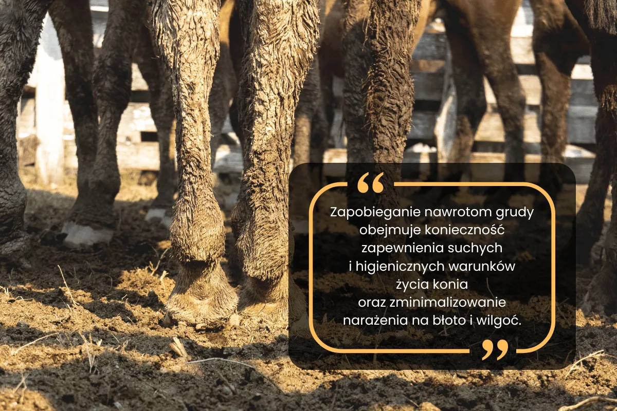 Gruda koń objawy zbliżenie