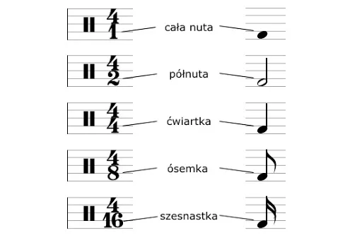 Zdjęcie Jak wyglądają nuty na pięciolinii i co oznaczają w muzyce