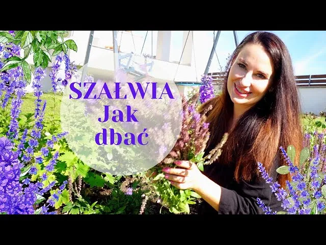 Zdjęcie Jak przycinać szałwię, aby uniknąć błędów i cieszyć się zdrowiem rośliny
