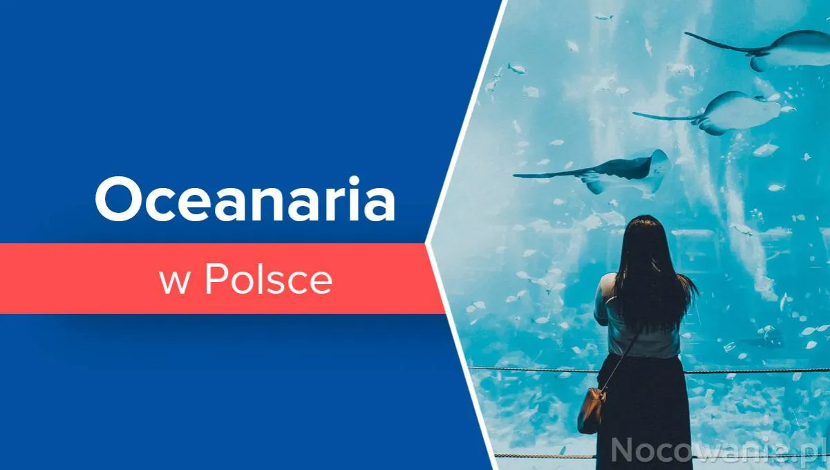 Zdjęcie Najlepsze oceanaria w Polsce: odkryj niezwykłe morskie światy