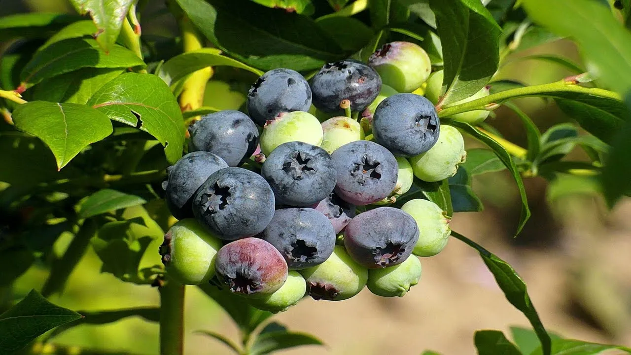 Zdjęcie Nalewka z borówek amerykańskich - przepis na aromatyczną nalewkę z owoców borówki