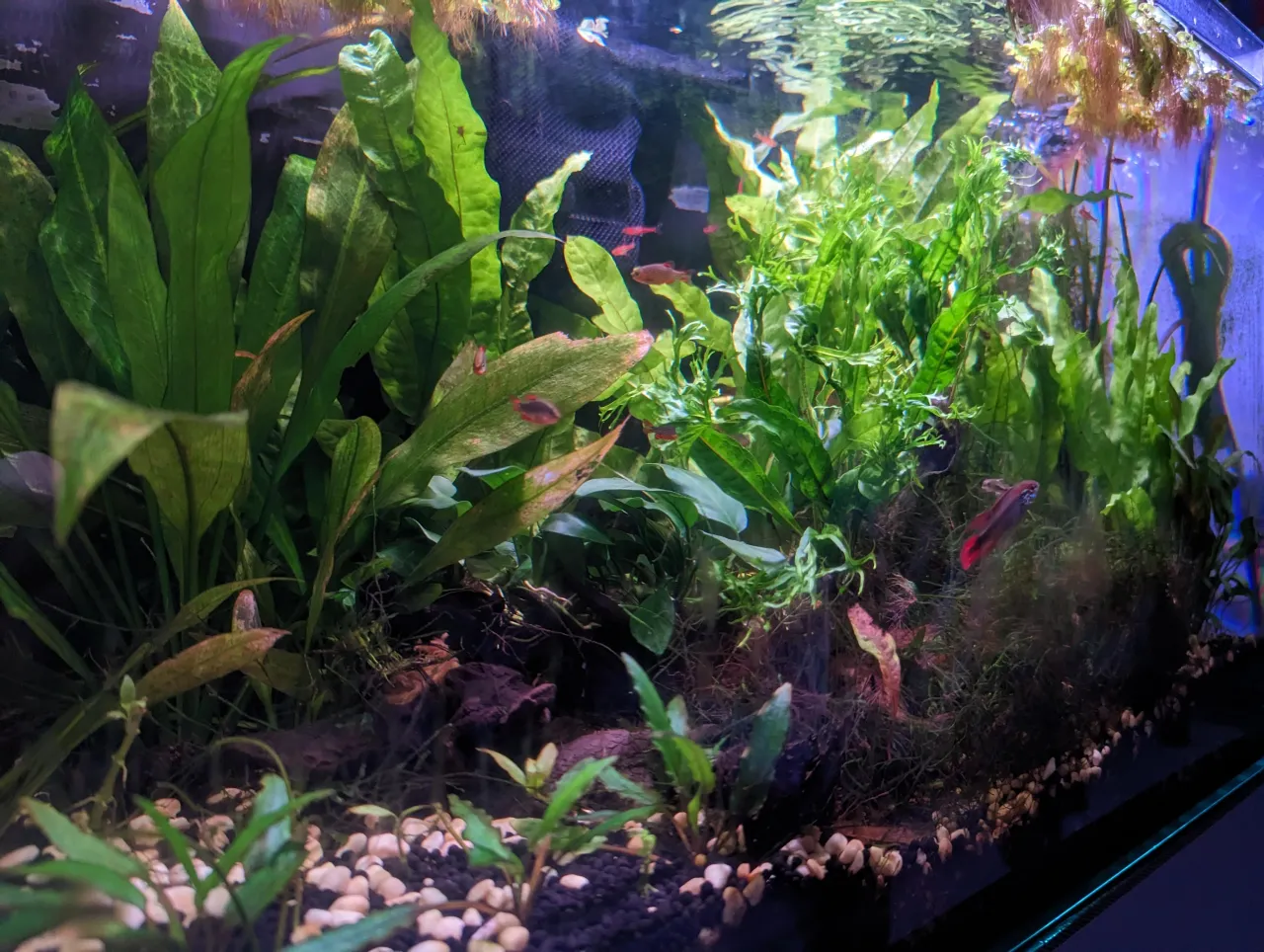 Zdjęcie Karmienie rybek co drugi dzień – czy to naprawdę wystarczy dla zdrowia?