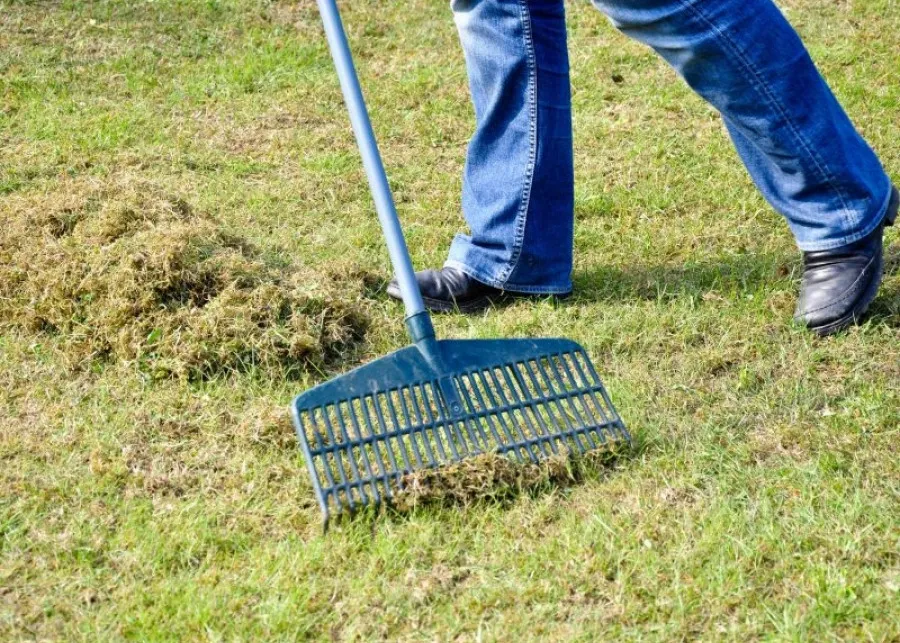 Zdjęcie Kiedy najlepiej przeprowadzić wertykulację trawnika, aby uniknąć zniszczeń i cieszyć się pięknym trawnikiem?