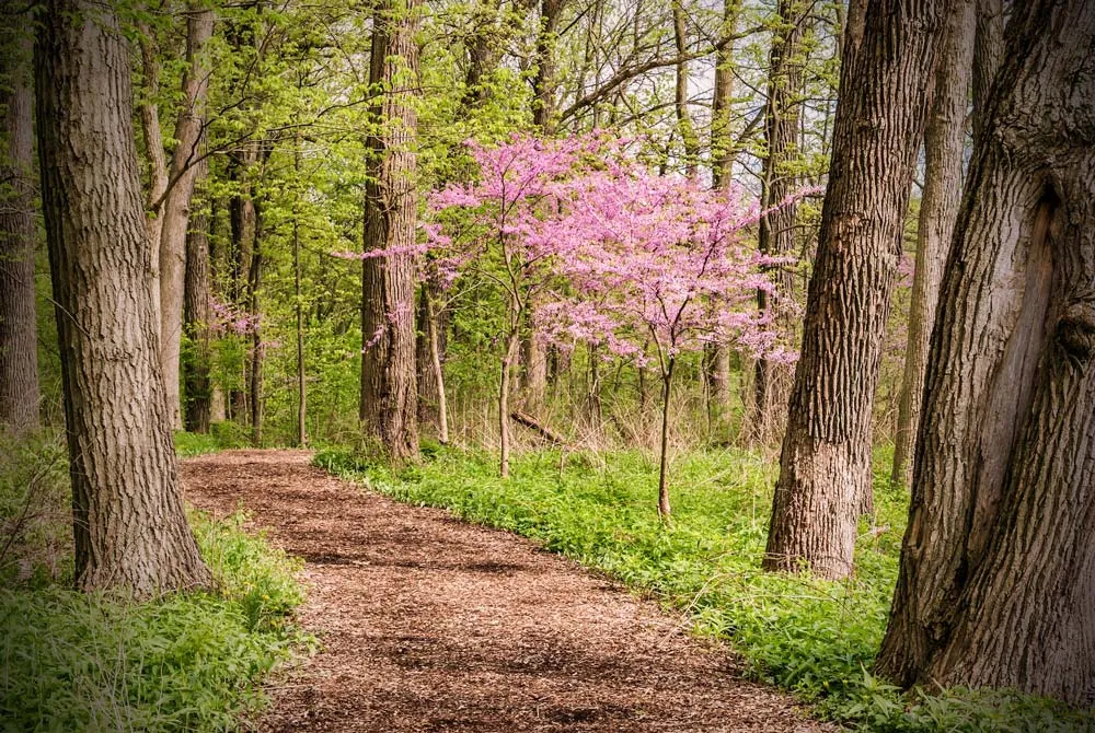Zdjęcie Atrakcje w arboretum w Rogowie, które musisz zobaczyć podczas wizyty