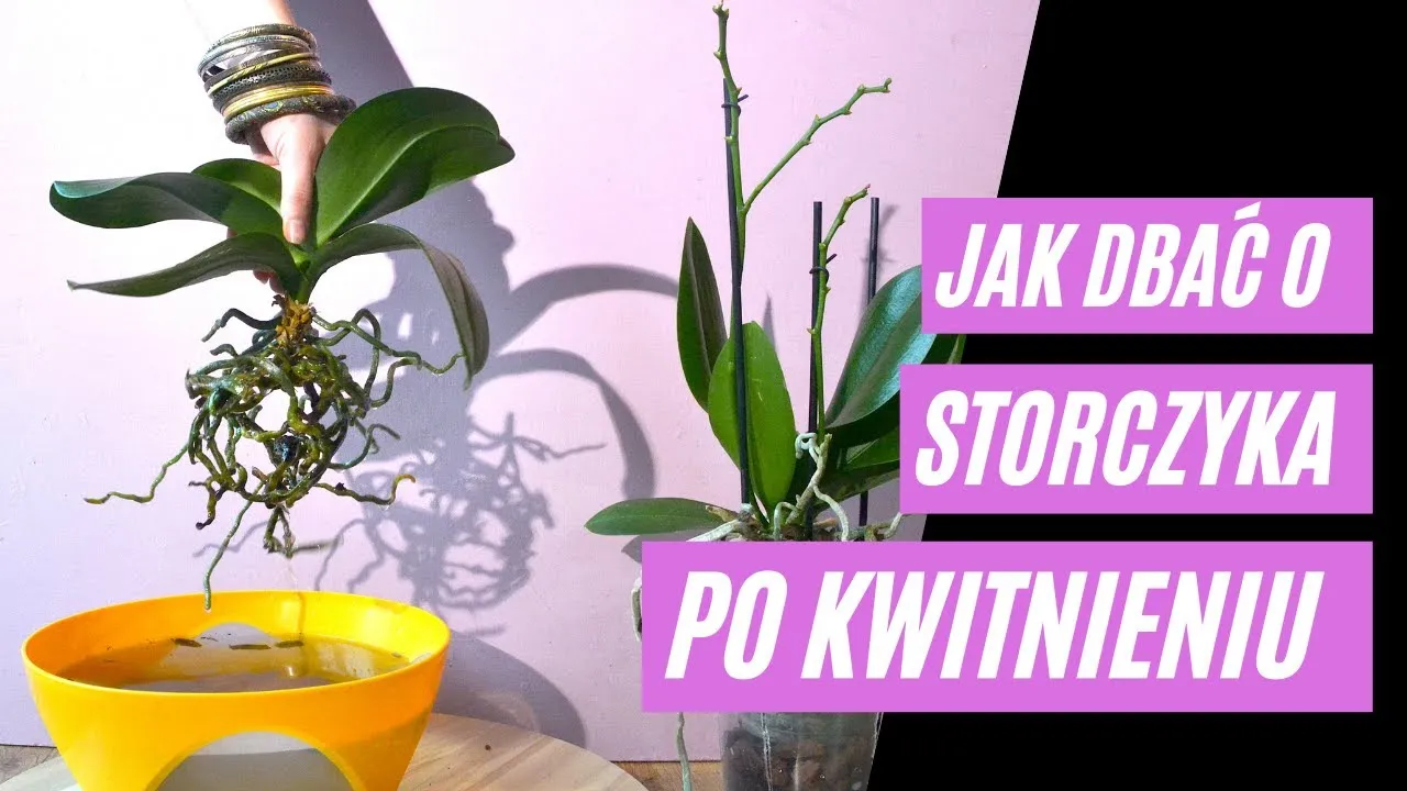 Zdjęcie Jak przycinać storczyki po przekwitnięciu, aby uniknąć błędów i wspierać kwitnienie