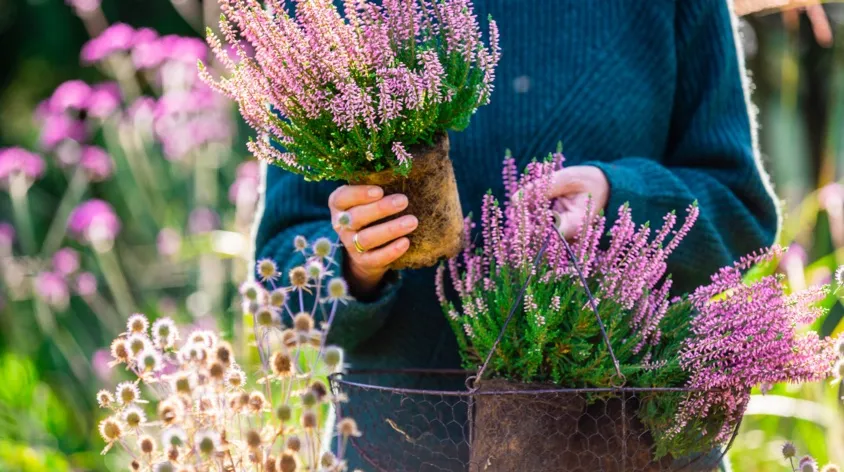 Zdjęcie Czy wrzosy zimują w ogrodzie? Wszystko o przygotowaniu roślin na mróz