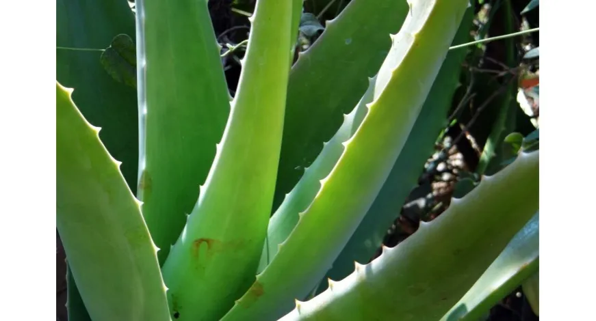 Zdjęcie Jak wykorzystać aloes z doniczki do pielęgnacji skóry i zdrowia?