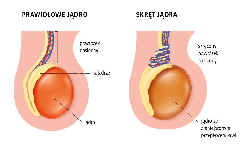 Zdjęcie Badanie jąder - do jakiego lekarza najlepiej się zgłosić w 2025?