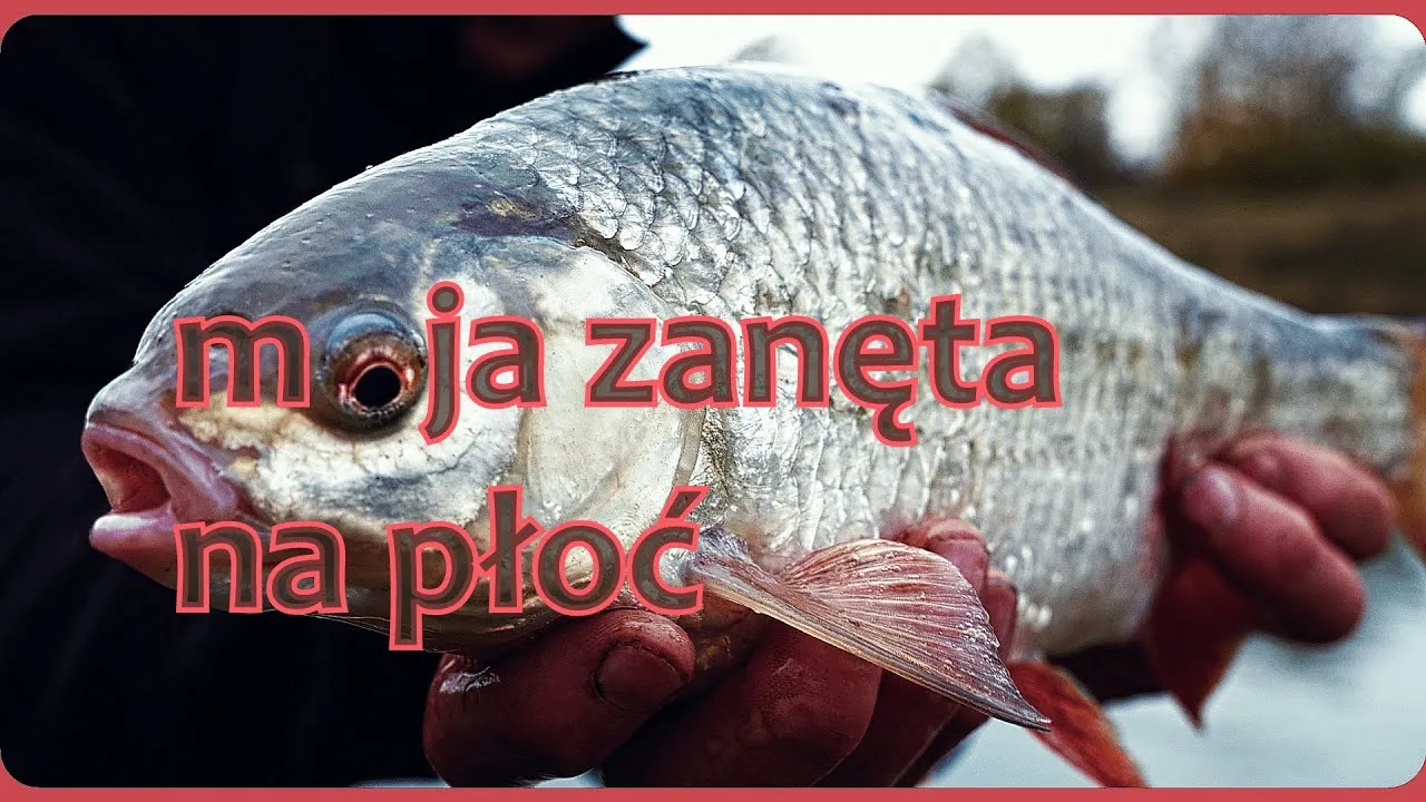 Zdjęcie Skuteczne przepisy na zanętę na płoć, które zwiększą Twoje połowy