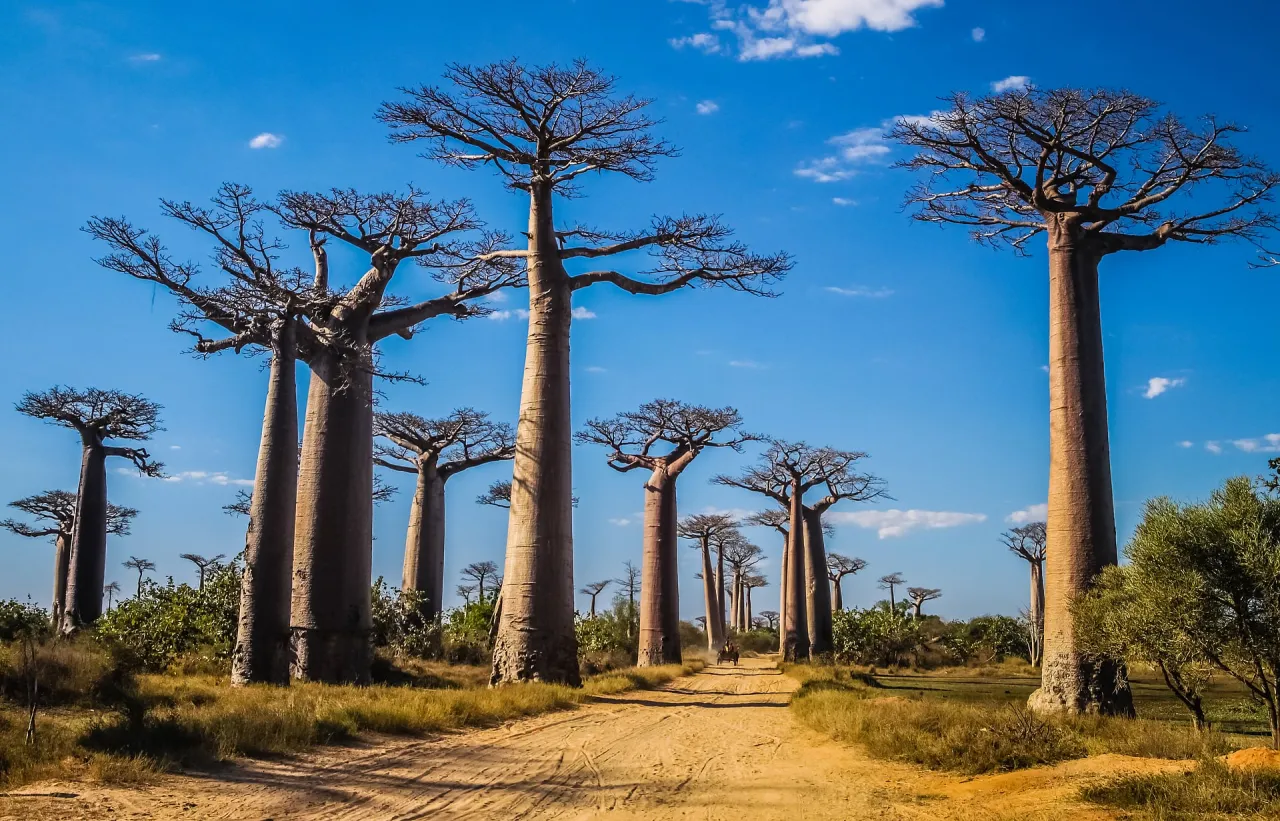 Zdjęcie Niezapomniane atrakcje na Madagaskarze, które musisz zobaczyć