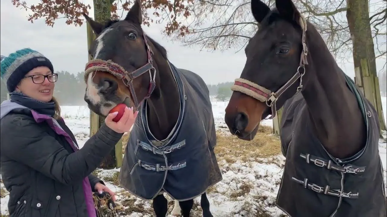 Zdjęcie Najlepsze filmy o jeździectwie, które poruszą Twoje serce i duszę