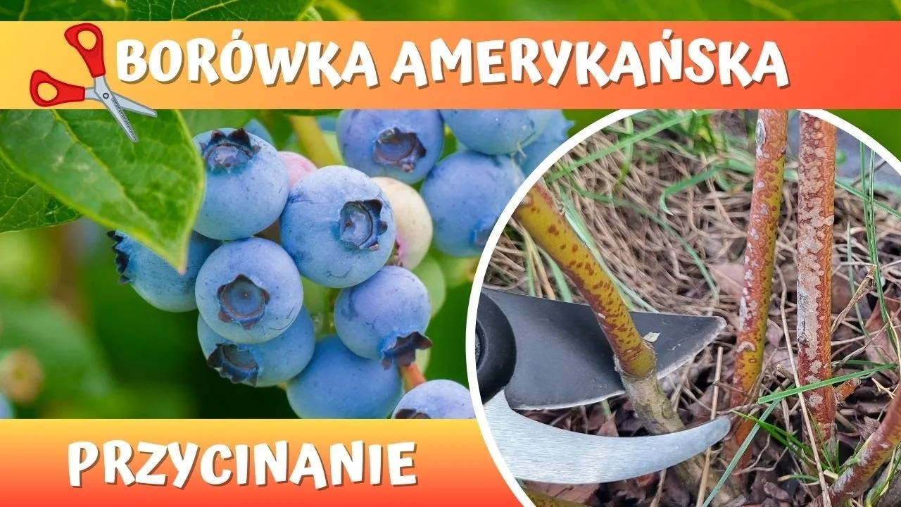 Zdjęcie Kiedy i jak przycinać borówkę amerykańską, aby uniknąć błędów w pielęgnacji
