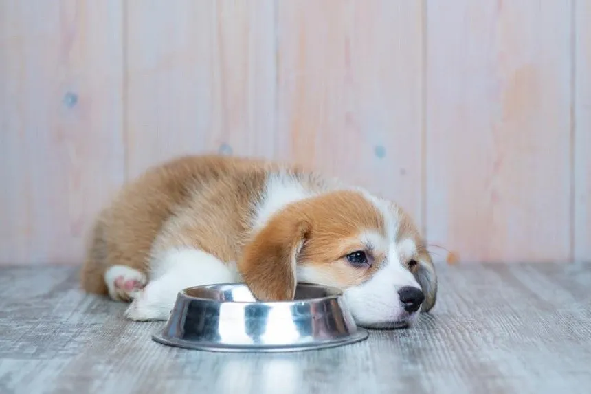 Zdjęcie Szczeniak nie chce jeść? Poznaj przyczyny i skuteczne sposoby!