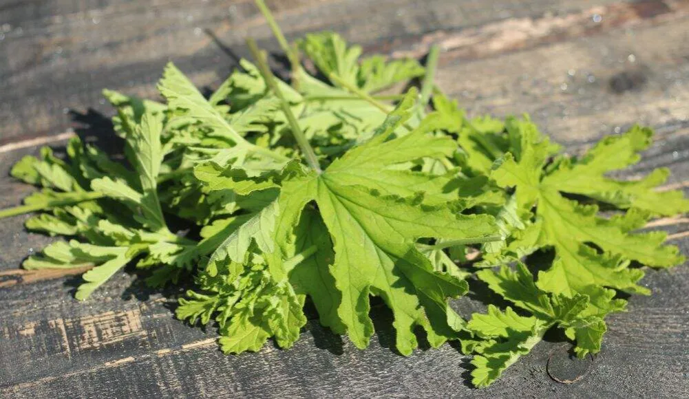 Zdjęcie Anginka: Jak Pielęgnować? Sekret Zdrowej Rośliny