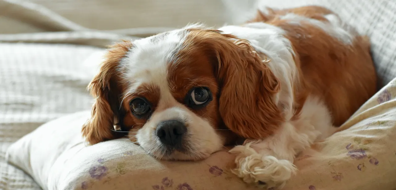 Zdjęcie Cavalier King Charles Spaniel: Sierść czy włos? Odkryj różnice i pielęgnację