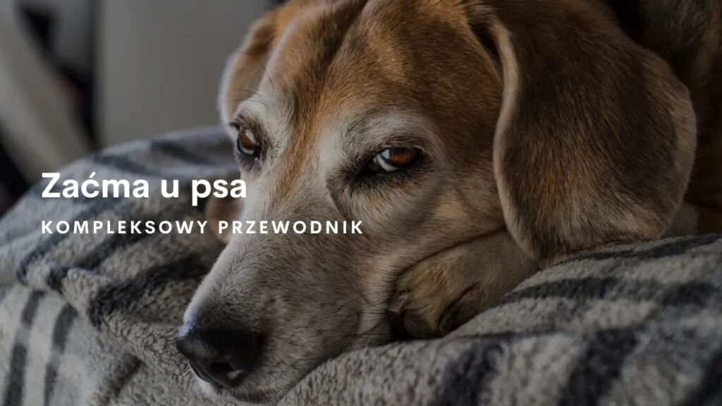 Zdjęcie Jak wygląda zaćma u psa? Objawy, które musisz znać, aby pomóc