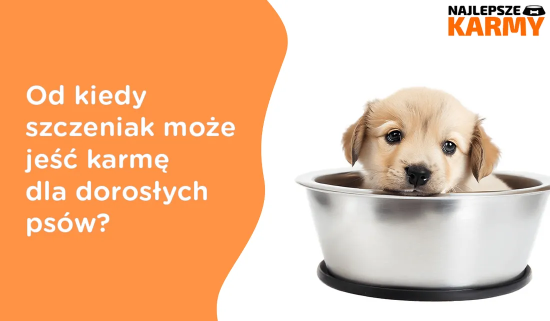 Zdjęcie Czy dorosły pies może jeść karmę dla szczeniąt: Poznaj skutki i zagrożenia
