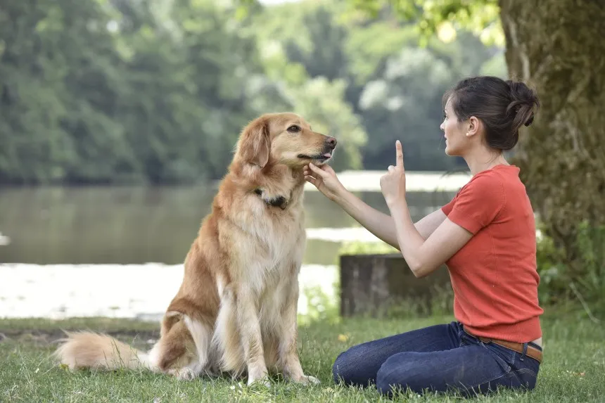 Zdjęcie Jak tresować golden retrievera, aby uniknąć problemów behawioralnych