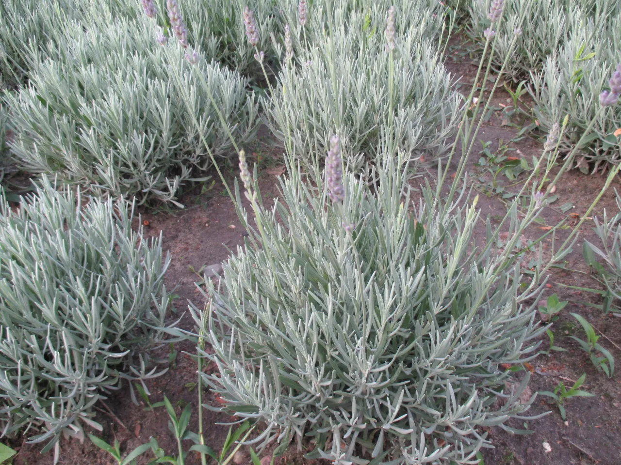 Młoda lawenda i stara lawenda porównanie