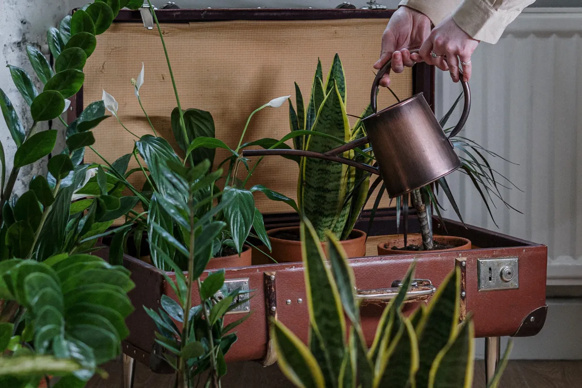Ręce podlewają rośliny w starej walizce, tworząc oryginalny kwietnik stojący. Inspiracja, jak zrobić samemu kwietnik stojący.