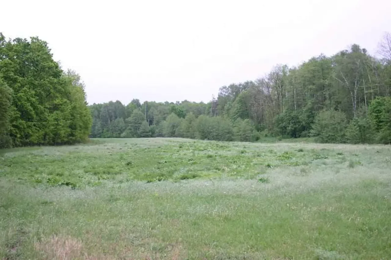Łąka otoczona lasem, idealne miejsce na przyszłe dopłaty do lasu ARiMR.