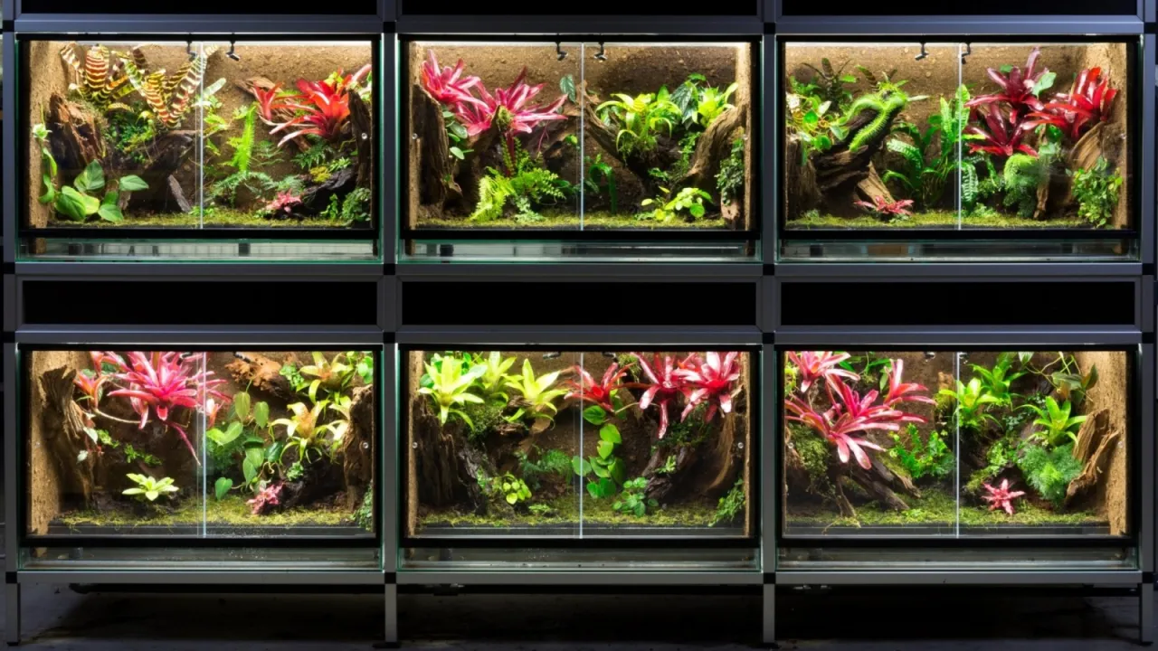 r&oacute;żne rozmiary terrari&oacute;w dla patyczak&oacute;w