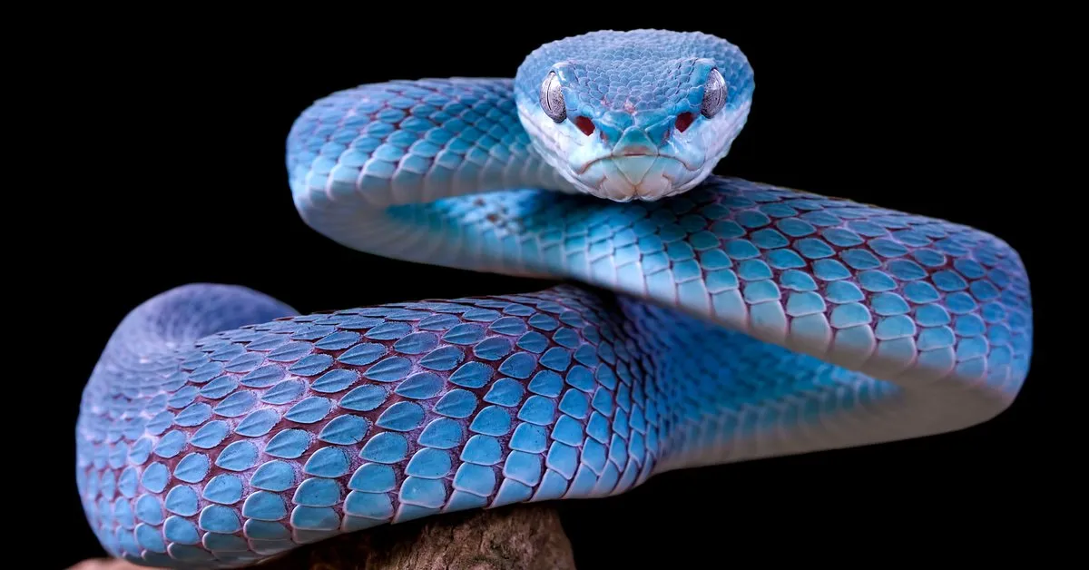 R&oacute;żnokolorowe węże symbolika